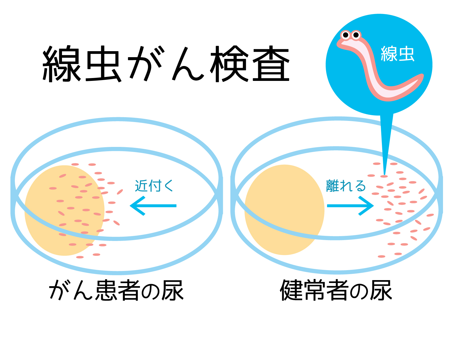 線虫検査(N-NOSE)についての見解です。 - 福岡天神内視鏡クリニックブログ